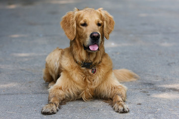 Golden Retriever dog in outdoor settings