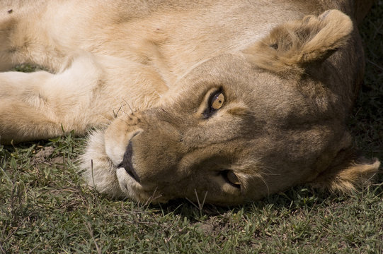 Lioness close-up - Safari in Serengeti - Tanzania