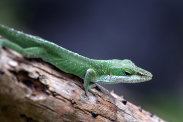 Gecko