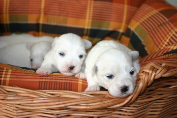 trio de chiots dans un panier © Dogs