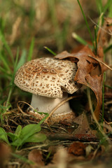 Autumn scene: little mushroom with brown leaf