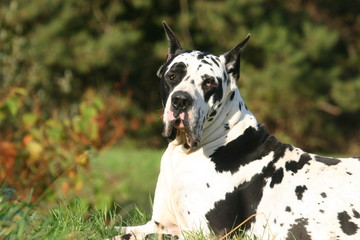le dogue allemand qui entend du bruit