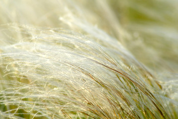 feather-grass steppe,  virgin site of  ground, close-up