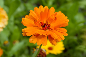 Calendula officinalis) field