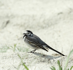 Wagtail. Russian nature, wilderness world.