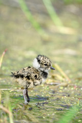 Lapwing. Russian nature, wilderness world.
