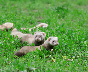 Polecat. Russian nature, wilderness world.
