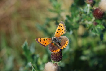 Butterfly in the sun © Moyra Miller