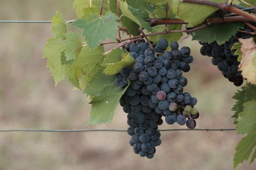 Grappolo di uva nera