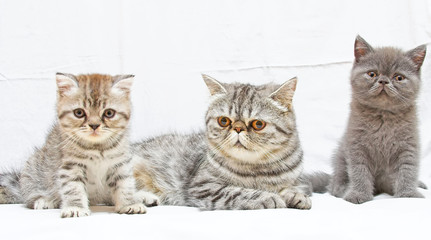 Fototapeta na wymiar British Shorthair kitty