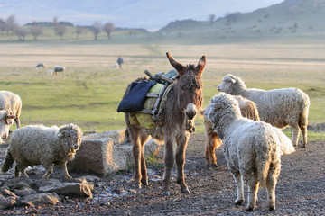 enkele ezel tussen kudde schapen
