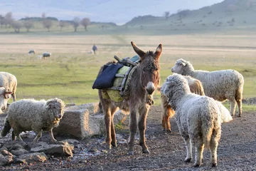 Fotobehang Ezel enkele ezel tussen kudde schapen