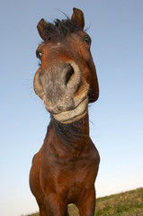 Horse with a sense of humor.