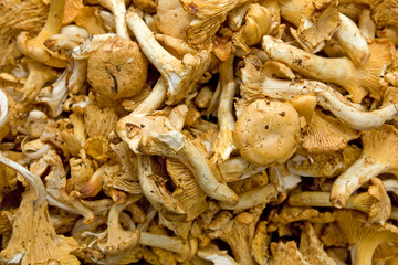 Eierschwammerl auf einem Marktstand