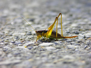 grasshopper on the road
