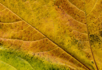 Autumn yellow red Leaf textureâ background