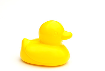 single yellow duck