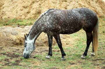 Dappled horse is eating grass in the yard