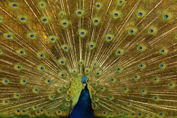 Naklejka premium Paon bleu, Pavo cristatus