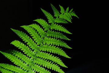 bright fern