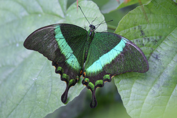 Obraz premium Green banded peacock-tropical butterfly