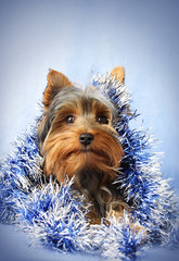 dog with blue christmas garland