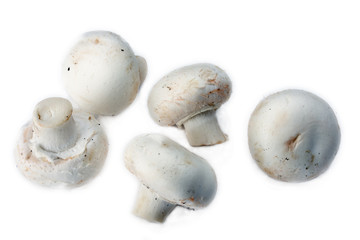 champignon on white background