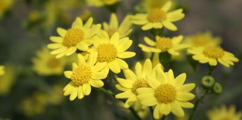 Some yellow flowers