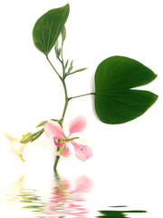 Fototapeta na wymiar rameau de bauhinia, l'arbre aux orchidées