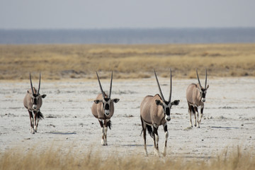 Oryx Antilopen (Oryx gazella) im Etosha Nationalpark, Namibia