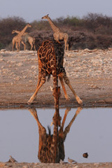 Trinkende Giraffe im Etosha Nationalpark, Namibia
