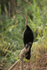Afrikanischer Schlangenhalsvogel (Anhinga melanogaster rufa)