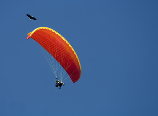 Parapente et aigle