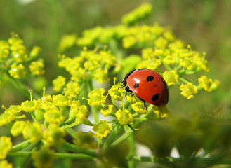ladybird