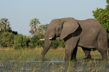 Fototapeta na wymiar Elefant im Okavango Delta, Botswana