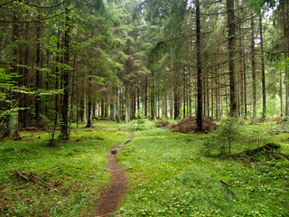Pfad durch den Wald