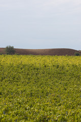 Fototapeta premium Toscana-23