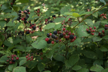 brombeeren