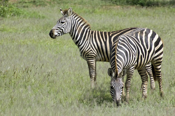 Fototapeta na wymiar Two beautiful zebra in the grass - Serengeti - Tanzania