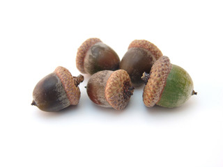 acorns