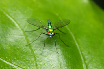 Fototapeta na wymiar Close up of a long legged fly stand on green leaf.