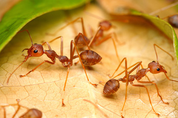 Close up of weaver ants (oecophylla smaragdina) on leaf.