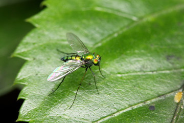 Close up of a long legged fly stand on green leaf.