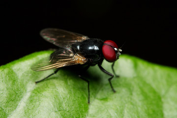 Close up of fly on green leaf.