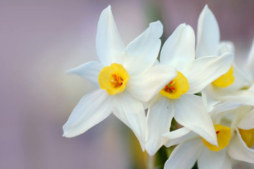 white narcissus flowers with copyspace