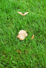 green lawn