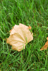 autumn leaf in tha green grass