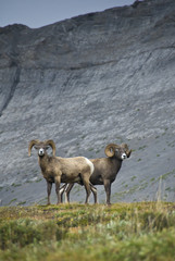 Naklejka premium big horn sheep