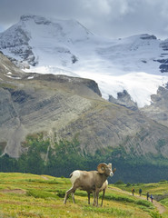 Obraz premium big horn sheep
