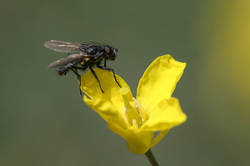 mouche butineuse